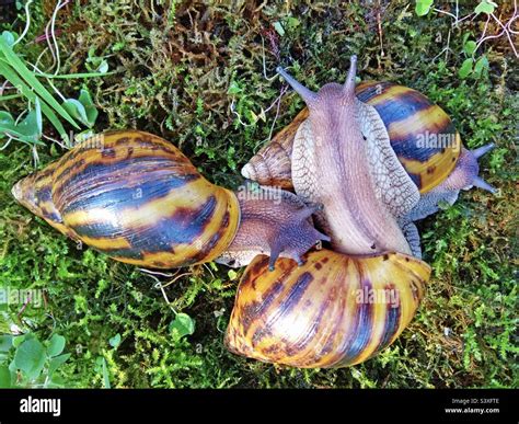  Achatina: Un escargot géant aux saveurs tropicales qui conquiert le monde!