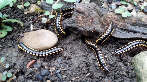  Chamberlain Millipede: A Tiny Armored Tank That Navigates Decay With Delight!