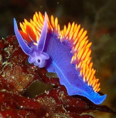  Flabellina: Un mollusque aux couleurs vives qui se nourrit de ses proies!