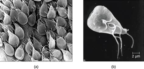  Gregarina: Un parasite unicellulaire aux habitudes sociales surprenantes !