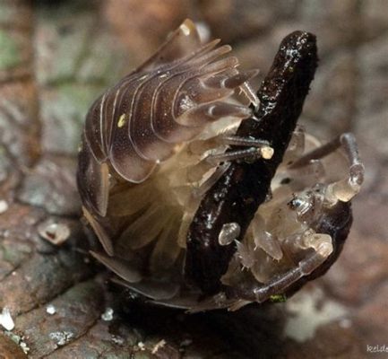  Isopode: Un Crustacé Terrestre Qui Se Cache Dans l'Ombre de Ses Cousins Marins!