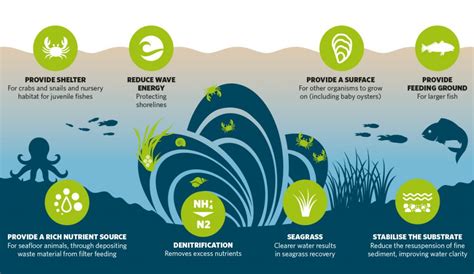  L’Ostrea, un Maître de la Filtration qui S’Épanouit dans l’Environnement Marin !