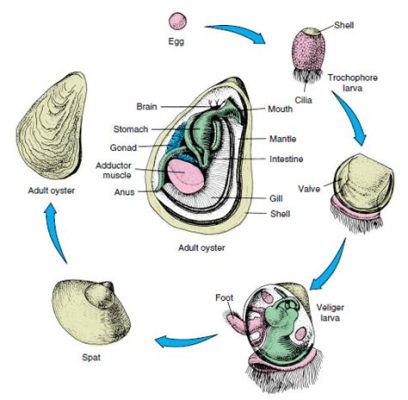  Lymnea: Des Mollusques Aquatiques à l'Élégance Indéniable et au Cycle de Vie Fascinant!