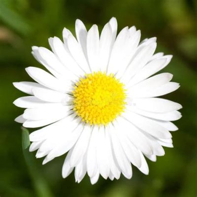  Marguerite ! Une petite fleur jaune qui danse avec la pluie sur ses ailes