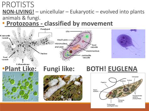  Monocercomonoides: Un protiste qui casse toutes les règles de l’évolution des eucaryotes!