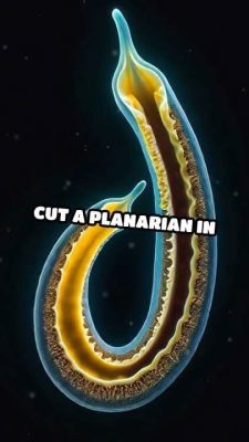  Planaria: Un Maître du Régénération Déguisé en Ver Plat !