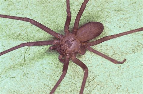  Recluse, un araignée discrète aux pattes velues! Reclusive by nature, this fascinating eight-legged creature weaves intricate webs and relies on a potent venom for capturing its prey