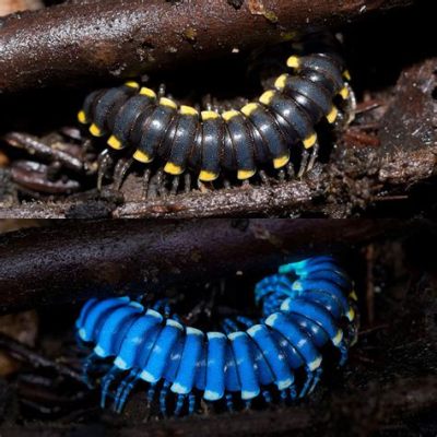  Mille-Pattes Toxiques: Une Créature Minuscule qui Cache une Armure de Poison!