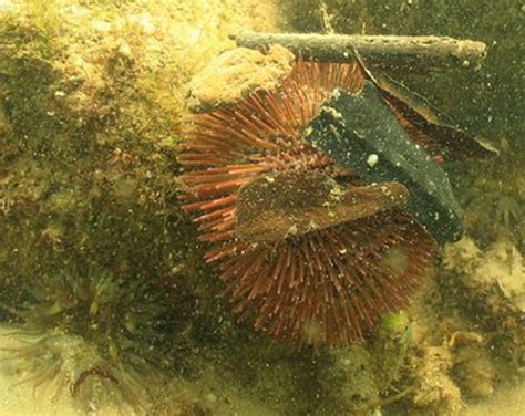 Urchin! A Master of Camouflage and Shell-Borne Acrobatics!