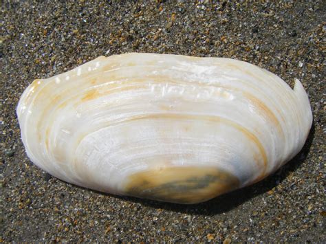  Wedge Shell! A Master of Filtration That's More Than Just a Bivalve Beauty