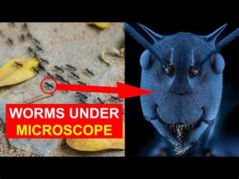  Worms! A Microscopic Marvel Unveiling an Underwater World of Regeneration