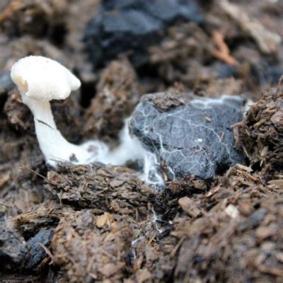   Xeromyces! Un Champignon Bizarre qui Se Nourrit de la Poussière