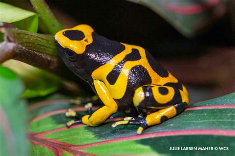  Yellow-Banded Poison Dart Frog:  A Tiny Creature Packing a Punch of Brilliance and Danger!