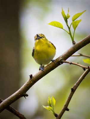  Yellow-Throated Vireo: Découvre l’oiseau qui chante comme un violon et construit des nids aussi complexes qu’un puzzle !