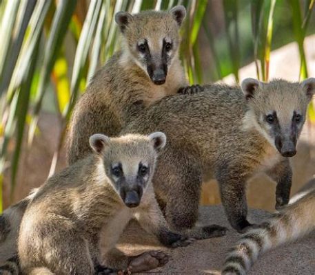  Coati ! Cet animal au pelage soyeux est aussi habile que curieux