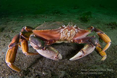  Dungeness Crab: Un Crustacé aux Carapace Rouge Brille de Mille Feuilles dans les Profondeurs!