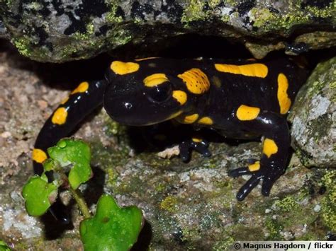  Japonensis! Un Amphibien Nocturne au Regard Perçant et aux Moeurs Secrètes