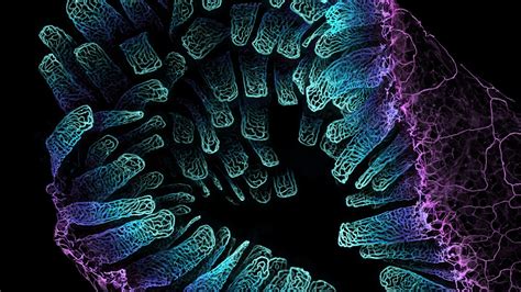  Ménecillidae! Une exploration des merveilles microscopiques qui dansent en spirale à travers l'eau