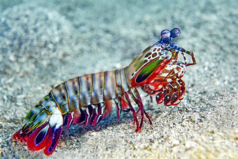  Mante Mantis Shrimp: A Tiny Terror with a Punch Like a Pistol Shot!