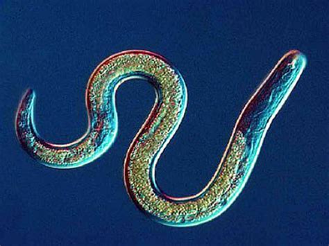  Nematose! Un Animal Marin Qui Combinaison Les Cordons Vibratoires et la Colonie Inflexible.