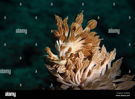  Nudibranche: Un Maître du Camouflage et de la Transformation Métamorphique!