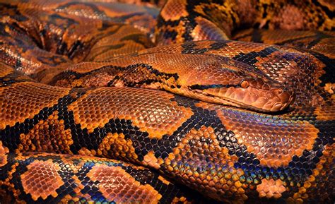  Pythons: Des Serpents Constricteurs aux Yeux Perçants!