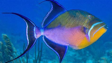   Queen Triggerfish: Une créature aux écailles chatoyantes qui se cache dans les grottes coralliennes !