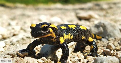  Salamandre Triton: Une Créature Aquatique Qui Se Réjouit De Savourer Des Insectes Délices!