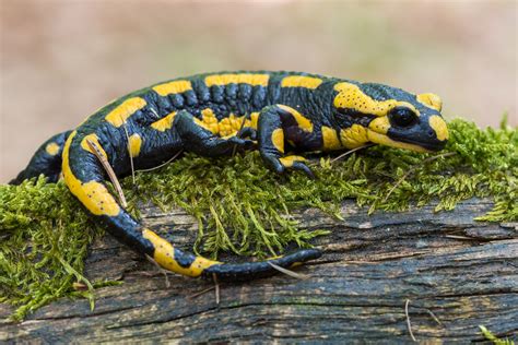  Salamandre Vipère: Un Petit Amphibien Agile aux Yeux Perçants !  