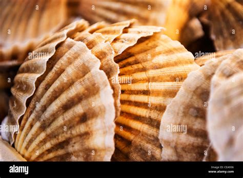  Urchin, un Mollusque Bivalve à la Coquille Étincelante et aux Chair Succulentes!