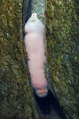  Urechis caupo: Un Ver Marin Mystérieux Qui Se Cache Sous Les Sables et Qui Déjoue L'Art de la Respiration!