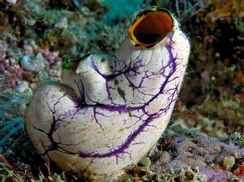  Urochordate : Un animal marin fascinant aux multiples facettes cachées !