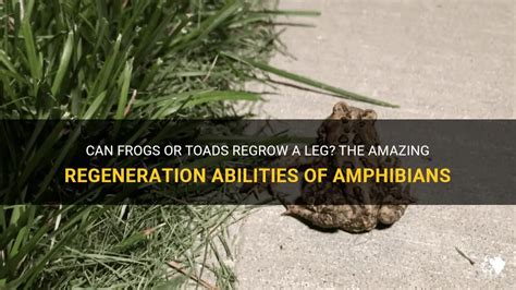  Urodel: Can This Amphibian's Regeneration Abilities Unlock Secrets To Human Healing?