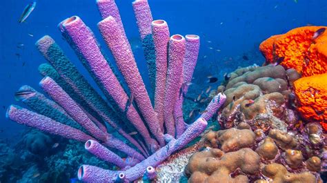  Urophora! Découvrez cette Éponge à la Surface Singulière et son Mode de Vie Fascinant en Eau Profonde