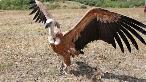  Vautour! Un maître du ciel aux ailes puissantes qui scrute sans relâche la terre en quête de délicieuses carcasses