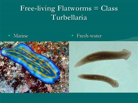  Worms! A Curious Free-Living Flatworm With Exquisite Regenerative Abilities?