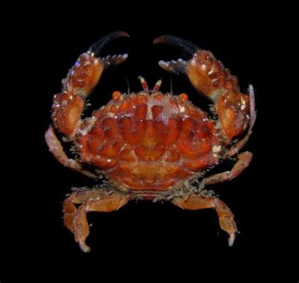  Xanthidae: Quels sont ces crustacés fascinants qui ressemblent à des danseurs marins endiablés ?