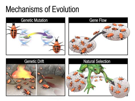  Xenocoelomorpha: Can Tiny Parasites Change Our Understanding of Evolution?!